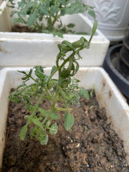 盆栽圣女果叶子卷起来了是什么原因啊「番茄灰叶怎么种植视频」 盆栽圣女果叶子卷起来了是什么原因啊「番茄灰叶怎么种植视频」 植物种类