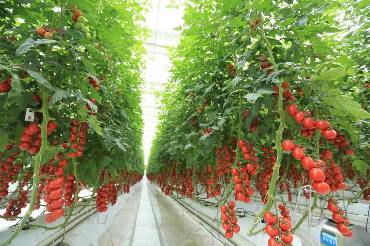 西红柿移栽后能不能用精甲霜锰锌叶面喷雾防疫病「番茄防疫期间怎么种植的」 西红柿移栽后能不能用精甲霜锰锌叶面喷雾防疫病「番茄防疫期间怎么种植的」 种植技巧