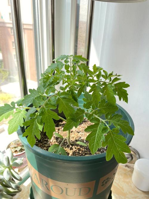 番茄育苗的最佳方法「怎么育苗番茄种植视频」 番茄育苗的最佳方法「怎么育苗番茄种植视频」 番茄种植技巧