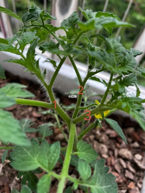 番茄什么时候打侧芽「小番茄种植侧芽怎么种植的」 番茄什么时候打侧芽「小番茄种植侧芽怎么种植的」 农业常识
