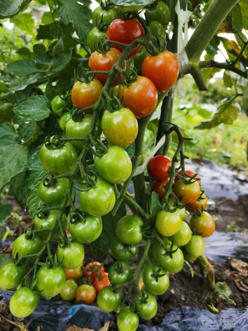西红柿什么时间种植可高产？西红柿高产种植技术有哪些「怎么种植好水果番茄呢视频」 西红柿什么时间种植可高产？西红柿高产种植技术有哪些「怎么种植好水果番茄呢视频」 番茄种植技巧
