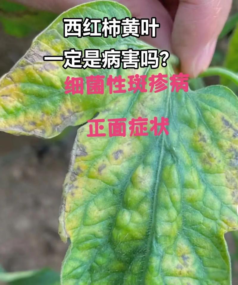 西红柿黄叶病怎么补救最佳方法「番茄种植叶子黄了怎么办呢」 西红柿黄叶病怎么补救最佳方法「番茄种植叶子黄了怎么办呢」 花朵知识