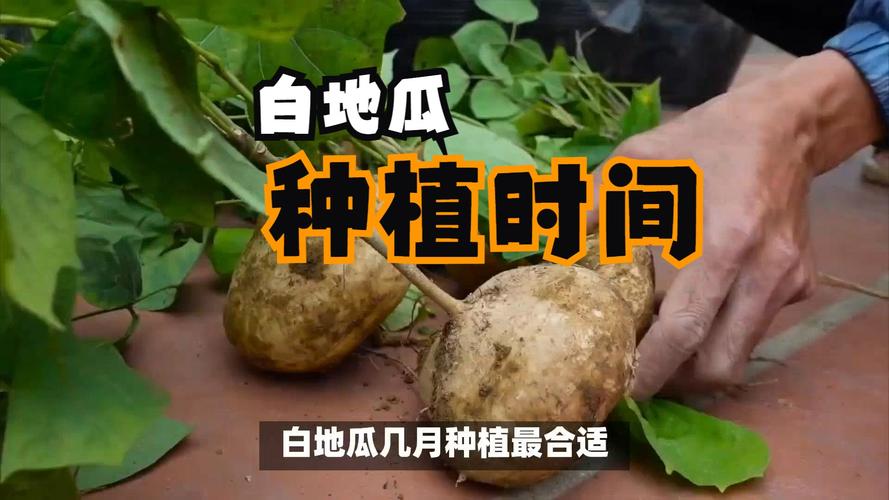 白地瓜种植技术「蔬菜种植小技巧红薯视频」 番茄种植技巧 白地瓜种植技术「蔬菜种植小技巧红薯视频」 白地瓜种植技术「蔬菜种植小技巧红薯视频」 番茄种植技巧