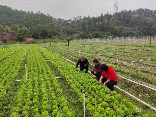 农户露地栽培蔬菜，雨季时要如何管理？有哪些注意事项「农技推广蔬菜种植技巧和方法」 农户露地栽培蔬菜，雨季时要如何管理？有哪些注意事项「农技推广蔬菜种植技巧和方法」 番茄种植技巧