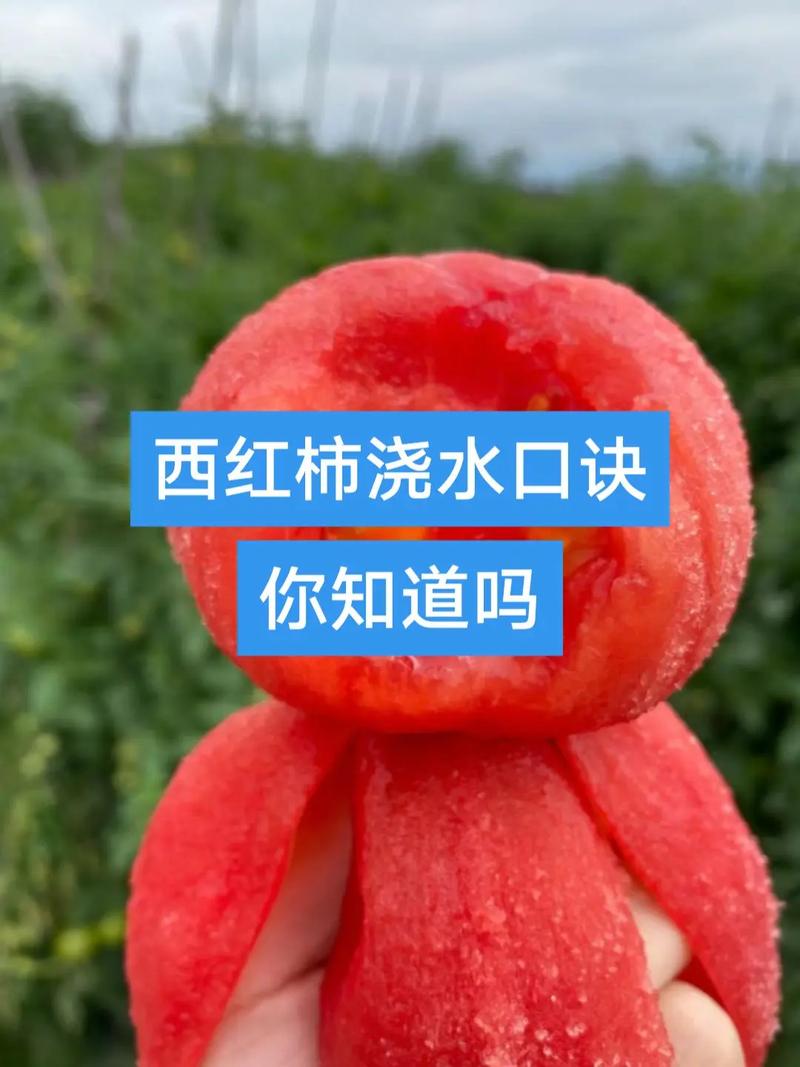 西红柿浇水必须知道的三个技巧「番茄种植应该怎么浇水呢视频」 西红柿浇水必须知道的三个技巧「番茄种植应该怎么浇水呢视频」 土壤施肥