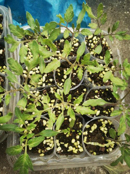 番茄育苗时怎么做才能早开花「山东紫番茄苗怎么种植的」 番茄育苗时怎么做才能早开花「山东紫番茄苗怎么种植的」 种植技巧