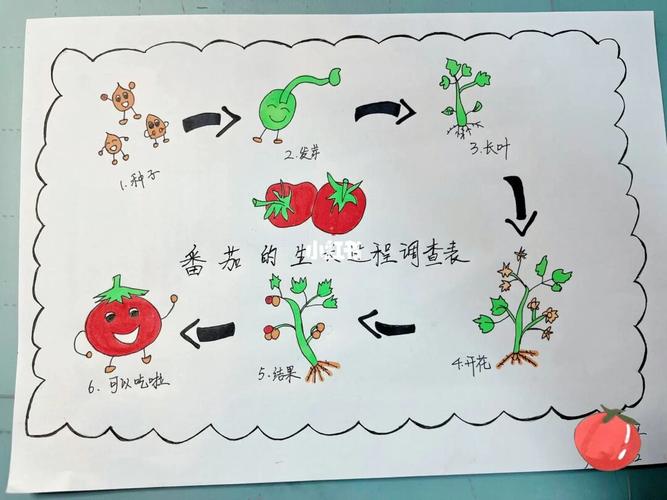 番茄树的生长过程「番茄种植苗怎么长大的呢」 番茄树的生长过程「番茄种植苗怎么长大的呢」 种植技巧
