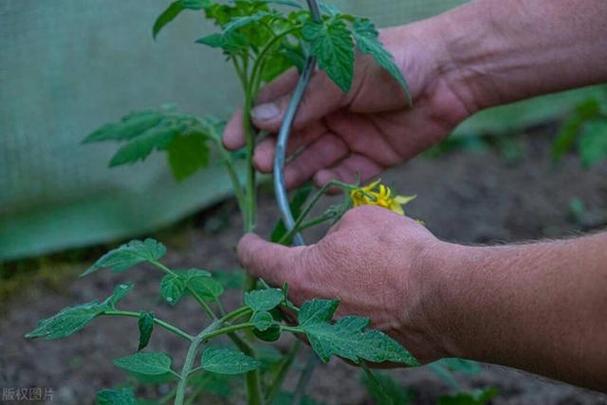 番茄种植管理如何挂枝条「番茄怎么插杆子种植视频」 番茄种植管理如何挂枝条「番茄怎么插杆子种植视频」 花朵知识