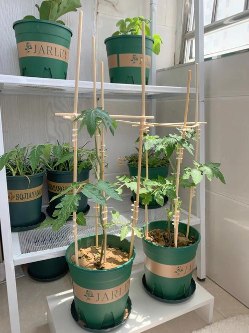 千禧番茄阳台种植方法「凉台番茄怎么种植方法视频」 千禧番茄阳台种植方法「凉台番茄怎么种植方法视频」 番茄种植技巧