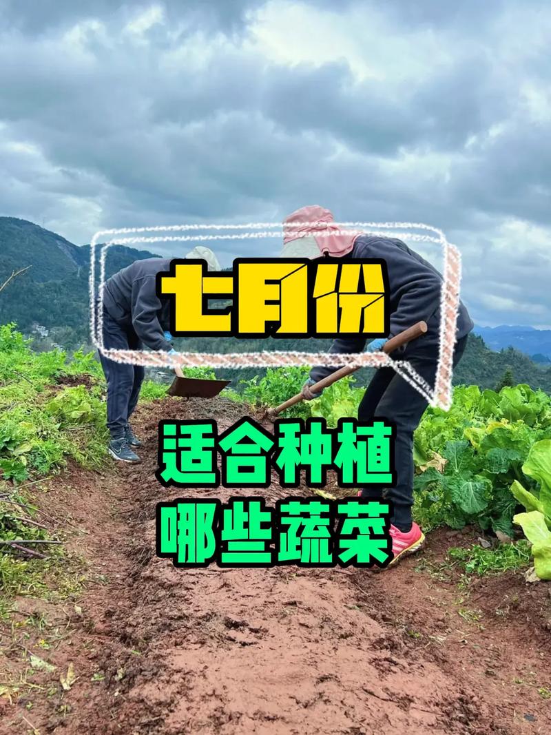 成都地区7月份种什么蔬菜「四川蔬菜种植小技巧和方法」 成都地区7月份种什么蔬菜「四川蔬菜种植小技巧和方法」 番茄病虫害防治
