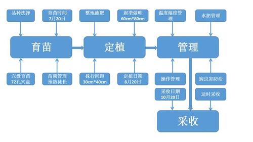 露天种植西红柿流程「怎么种植番茄呀图片大全」 露天种植西红柿流程「怎么种植番茄呀图片大全」 农业常识