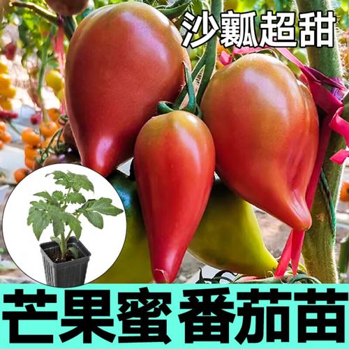 超甜芒果蜜番茄是转基因吗「种植番茄苗怎么超甜的」 超甜芒果蜜番茄是转基因吗「种植番茄苗怎么超甜的」 农业常识