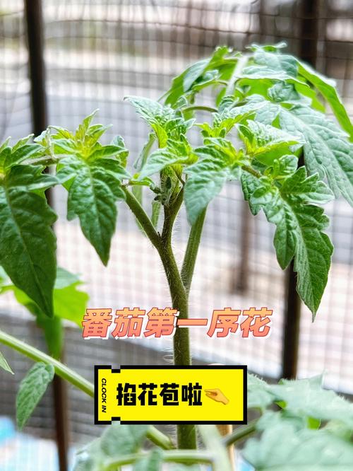 西红柿植株长到一二十公分就有花蕾了,该不该掐掉「种植番茄苗需要怎么打理才能成活」 番茄种植技巧 西红柿植株长到一二十公分就有花蕾了,该不该掐掉「种植番茄苗需要怎么打理才能成活」 西红柿植株长到一二十公分就有花蕾了,该不该掐掉「种植番茄苗需要怎么打理才能成活」 番茄种植技巧