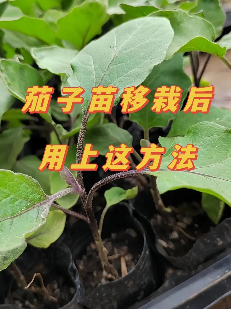 圆茄子和长茄子种植方法有什么不同「种植番茄西瓜茄子怎么种植」 圆茄子和长茄子种植方法有什么不同「种植番茄西瓜茄子怎么种植」 番茄病虫害防治