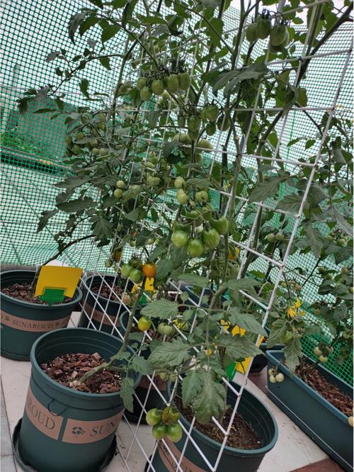 圣女果露天种植方法「室外小番茄怎么种植视频」 圣女果露天种植方法「室外小番茄怎么种植视频」 花朵知识