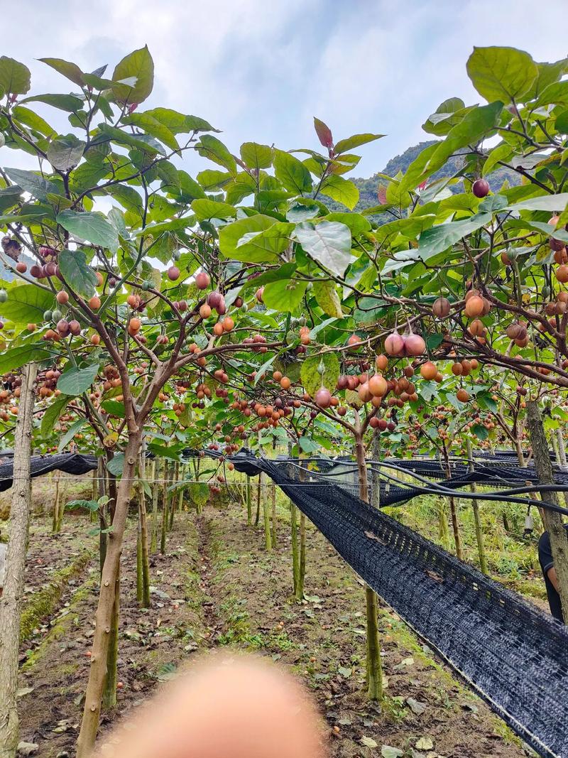 树番茄种植方式「买了番茄树怎么种植好呢视频」 树番茄种植方式「买了番茄树怎么种植好呢视频」 植物种类
