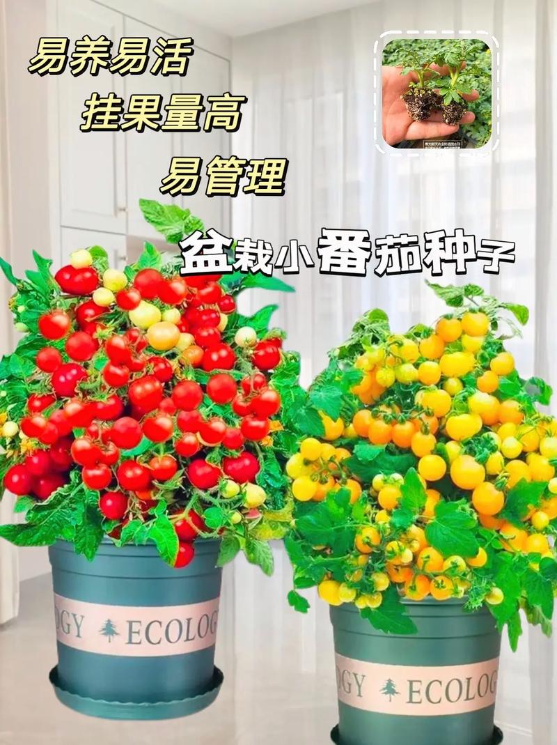 用花盆种植西红柿行吗「花盆土种番茄怎么种植视频」 用花盆种植西红柿行吗「花盆土种番茄怎么种植视频」 花朵知识