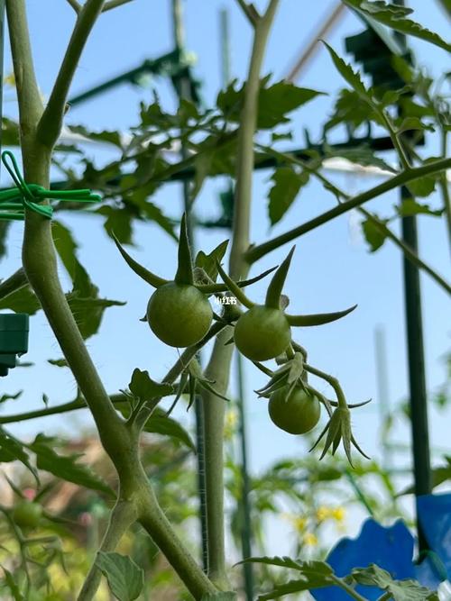 小西红柿种子怎么种植「种植番茄苗子怎么养活的」 小西红柿种子怎么种植「种植番茄苗子怎么养活的」 种植技巧