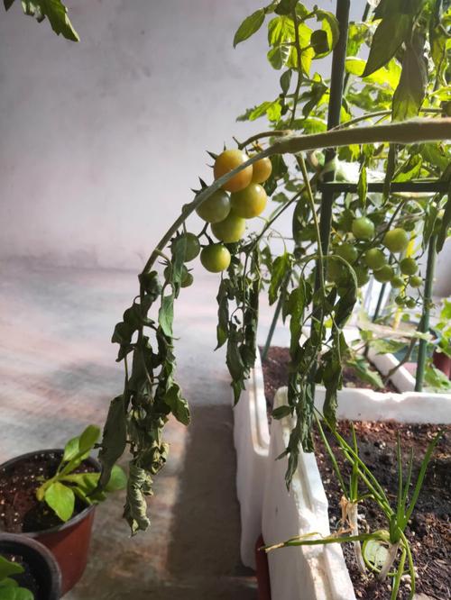 番茄烂枝怎么去「番茄坏了怎么种植视频」 番茄烂枝怎么去「番茄坏了怎么种植视频」 植物种类