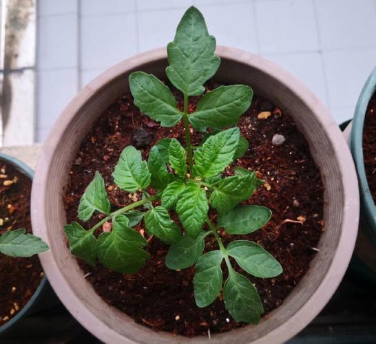 圣女果从定植后到彭果期，怎么促进根系发展「怎么种植大树番茄苗子视频」 圣女果从定植后到彭果期，怎么促进根系发展「怎么种植大树番茄苗子视频」 植物种类