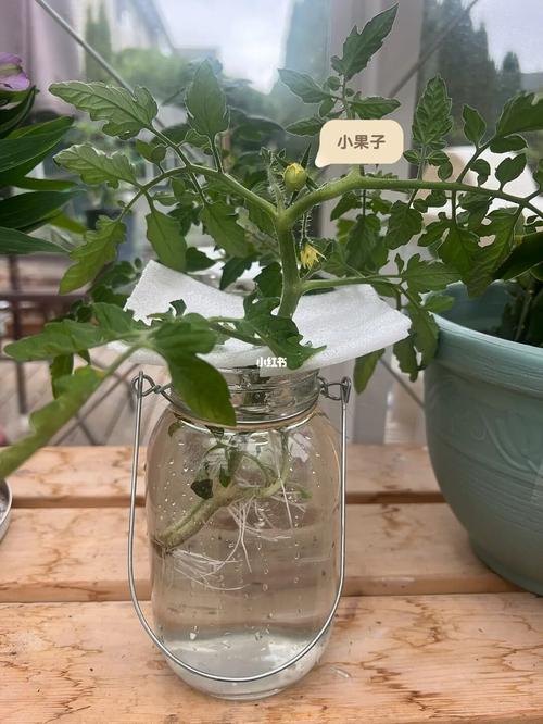 番茄水培季节「小番茄苗水培怎么种植视频」 番茄水培季节「小番茄苗水培怎么种植视频」 植物种类