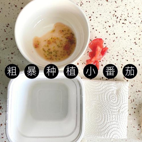 小西红柿种子怎么种植「广东番茄种子怎么种植的」 小西红柿种子怎么种植「广东番茄种子怎么种植的」 农业常识
