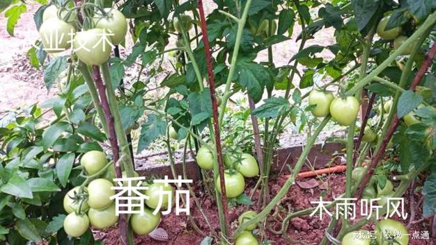 超级番茄种植方法全过程「阳台种大番茄怎么种植视频」 超级番茄种植方法全过程「阳台种大番茄怎么种植视频」 植物种类