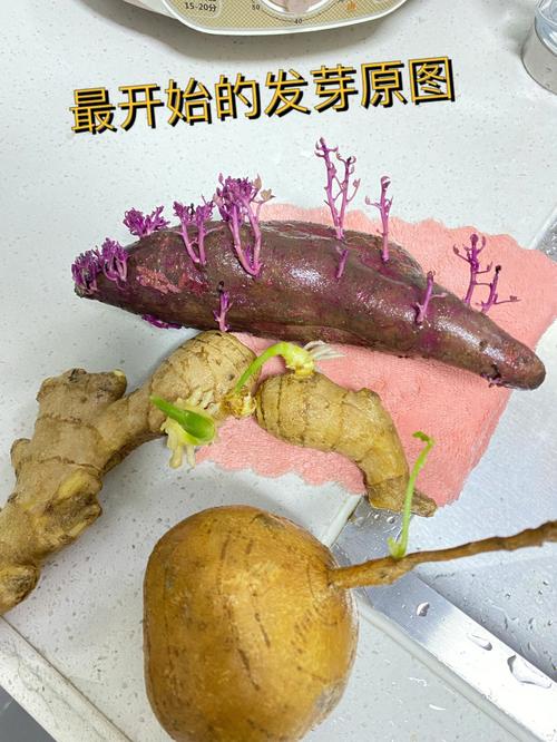 生粪浇地，蔬菜和草都不长，如何恢复原来地貌「蔬菜种植技巧图文并茂图片」 生粪浇地，蔬菜和草都不长，如何恢复原来地貌「蔬菜种植技巧图文并茂图片」 农业常识