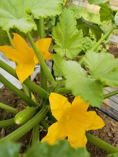 西红柿和芸豆能挨着种植吗「种菜教程番茄怎么种植视频」 西红柿和芸豆能挨着种植吗「种菜教程番茄怎么种植视频」 种植技巧