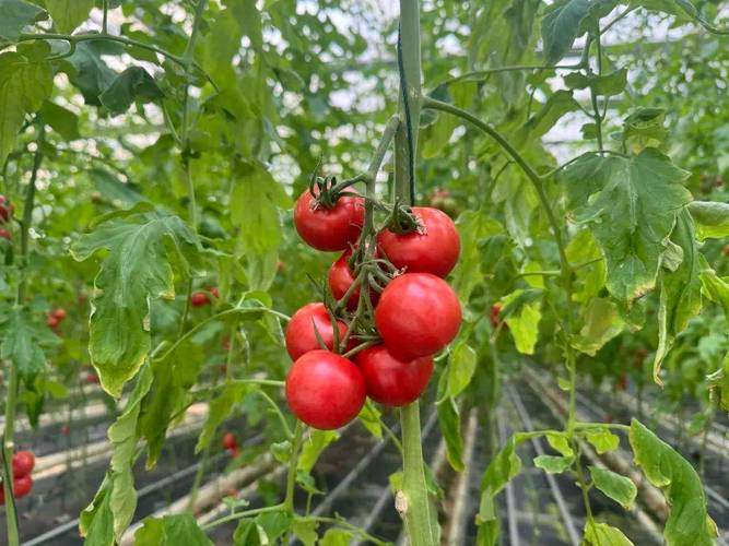 氯吡脲的喷施番茄技术「番茄藤蔓怎么种植视频教程」 氯吡脲的喷施番茄技术「番茄藤蔓怎么种植视频教程」 植物种类