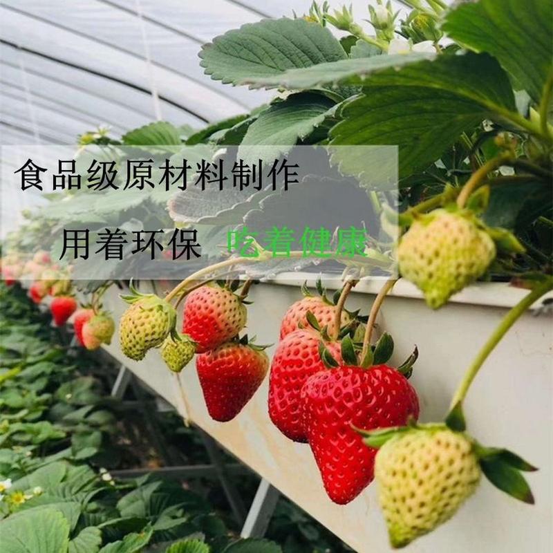 草莓种植槽立体栽培的优点有哪些？效益高吗「草莓番茄怎么选种植方法」 草莓种植槽立体栽培的优点有哪些？效益高吗「草莓番茄怎么选种植方法」 土壤施肥