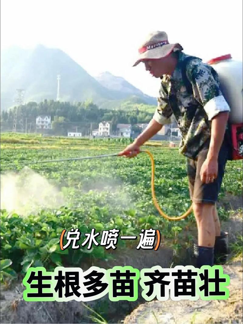 如何种好露天蔬菜「街上蔬菜种植技巧视频」 土壤施肥 如何种好露天蔬菜「街上蔬菜种植技巧视频」 如何种好露天蔬菜「街上蔬菜种植技巧视频」 土壤施肥