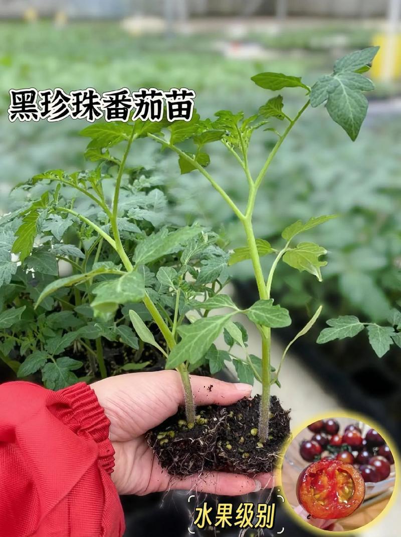 西红柿种子几天发芽「黑番茄怎么发芽种植视频」 西红柿种子几天发芽「黑番茄怎么发芽种植视频」 植物种类