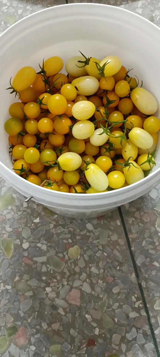 楼顶种番茄的距离是多少「楼顶怎么种植樱桃小番茄视频」 楼顶种番茄的距离是多少「楼顶怎么种植樱桃小番茄视频」 土壤施肥