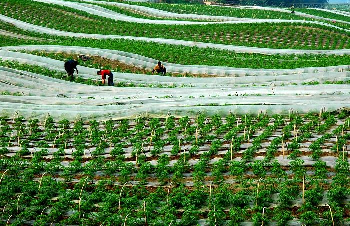 重庆四月份适合种什么蔬菜「重庆蔬菜种植技巧和方法」 重庆四月份适合种什么蔬菜「重庆蔬菜种植技巧和方法」 土壤施肥