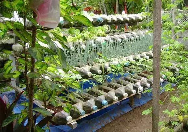 油桶罩住种的菜能保温吗「阳台油壶种番茄怎么种植的」 油桶罩住种的菜能保温吗「阳台油壶种番茄怎么种植的」 番茄病虫害防治