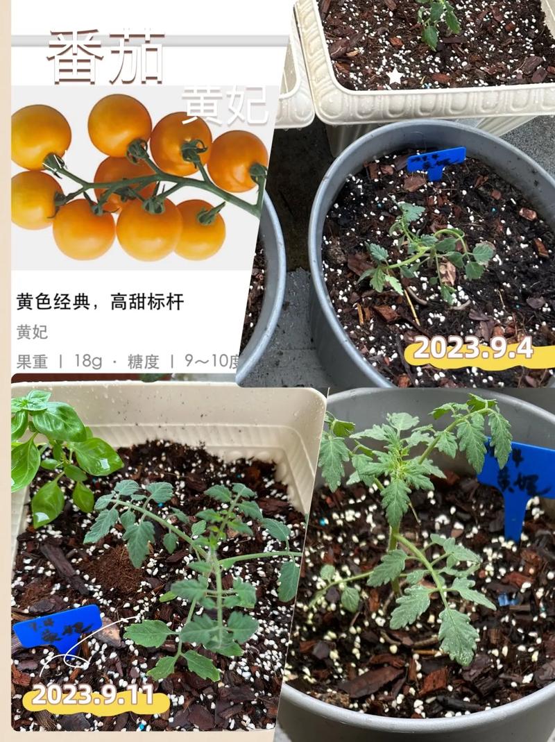 黄金籽西红柿介绍「黄金番茄怎么种植的好呢」 黄金籽西红柿介绍「黄金番茄怎么种植的好呢」 花朵知识