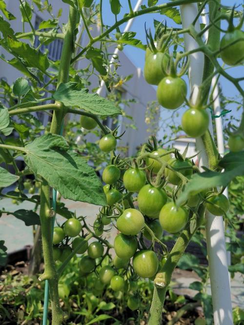 苏州什么时候种番茄「江苏番茄怎么种植的」 苏州什么时候种番茄「江苏番茄怎么种植的」 土壤施肥