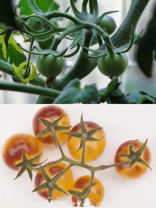 西红柿奶油做法「奶油番茄怎么种植视频教程」 西红柿奶油做法「奶油番茄怎么种植视频教程」 番茄种植技巧
