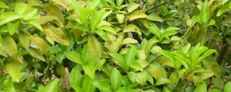 叶子蔬菜生长过程中，施用过多氮肥会对蔬菜有什么影响，怎样正确施用氮肥「多叶蔬菜种植技巧和方法」 叶子蔬菜生长过程中，施用过多氮肥会对蔬菜有什么影响，怎样正确施用氮肥「多叶蔬菜种植技巧和方法」 番茄病虫害防治