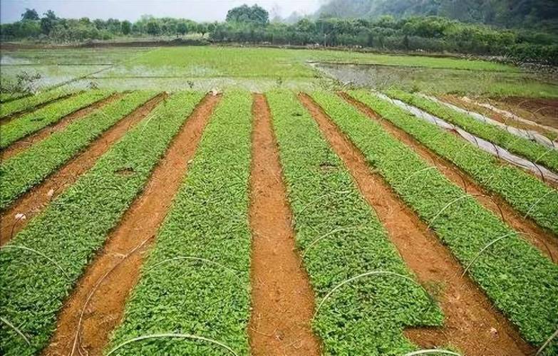 如何种植蔬菜「菜地蔬菜种植技巧和方法」 如何种植蔬菜「菜地蔬菜种植技巧和方法」 花朵知识