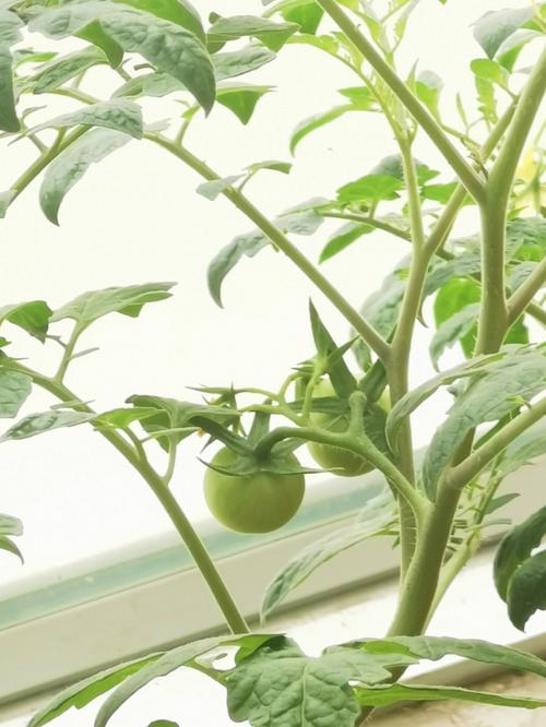 种植的西红柿，在结果期时该如何管理「番茄怎么种植坐果的视频」 种植的西红柿，在结果期时该如何管理「番茄怎么种植坐果的视频」 植物种类