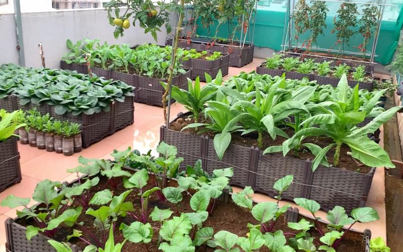 在楼顶种菜的最好办法「房顶蔬菜种植小技巧简单图片」 在楼顶种菜的最好办法「房顶蔬菜种植小技巧简单图片」 番茄种植技巧
