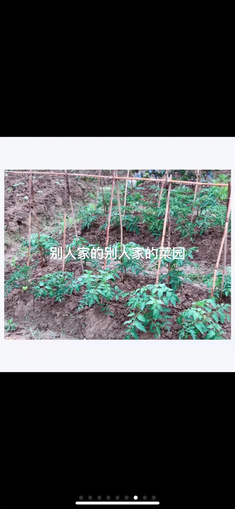 油桶西红柿搭架方法「油桶种番茄怎么种植方法图片」 油桶西红柿搭架方法「油桶种番茄怎么种植方法图片」 花朵知识
