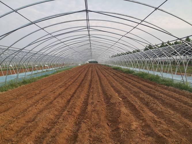 现在承包50亩地种蔬菜，应该怎么打理「蔬菜种植打理技巧图解视频」 现在承包50亩地种蔬菜，应该怎么打理「蔬菜种植打理技巧图解视频」 植物种类