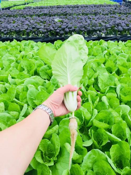 关于水耕蔬菜，要如何操作「快失传的蔬菜种植技巧是什么」 关于水耕蔬菜，要如何操作「快失传的蔬菜种植技巧是什么」 种植技巧