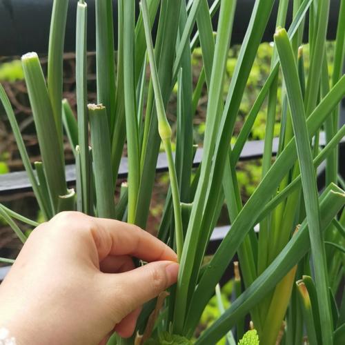蒜苔和蒜头它们的栽培管理技术一样吗？它们的栽培技术有哪些「蔬菜种植技巧大蒜视频」 蒜苔和蒜头它们的栽培管理技术一样吗？它们的栽培技术有哪些「蔬菜种植技巧大蒜视频」 种植技巧