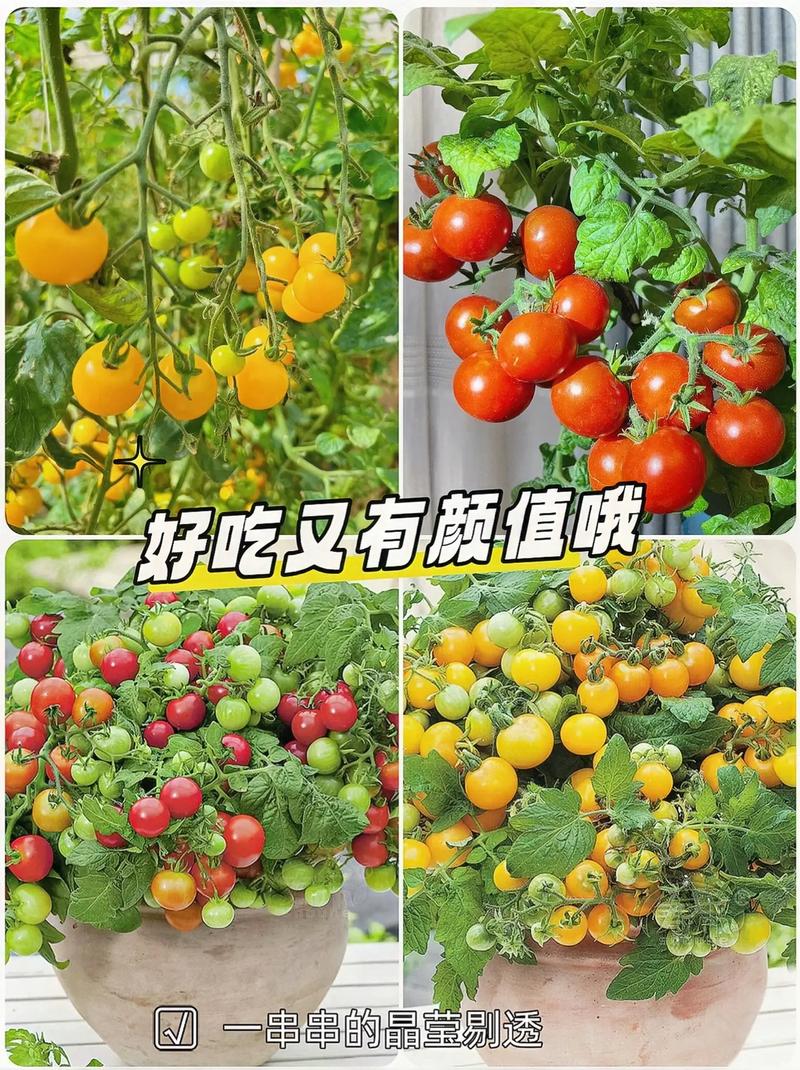柿子茄子怎么种「番茄小柿子怎么种植视频」 柿子茄子怎么种「番茄小柿子怎么种植视频」 植物种类