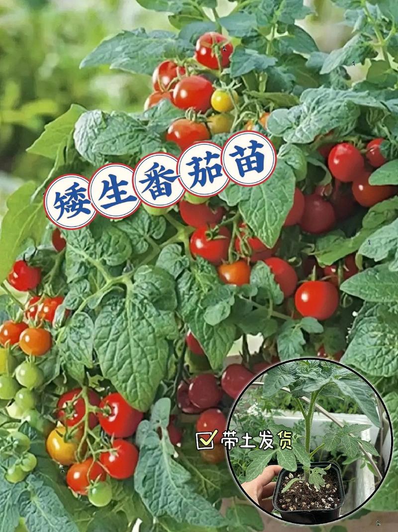 花盆适合种什么蔬菜「矮杆小番茄怎么种植方法视频」 花盆适合种什么蔬菜「矮杆小番茄怎么种植方法视频」 植物种类