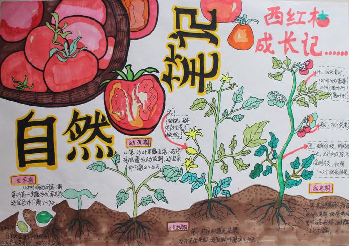 用卡纸做西红柿画怎么做「番茄的种植画怎么画好看」 用卡纸做西红柿画怎么做「番茄的种植画怎么画好看」 土壤施肥